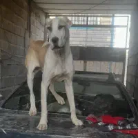 واگذاری سه عدد سگ یک نر دو ماده