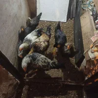 ۱۰ عدد خروس جوان