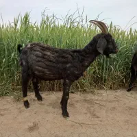 بزغاله نر تکه آینده دار