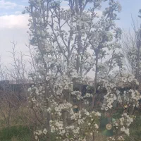 باغ|فروش زمین و ملک کلنگی|مشهد, ترمینال|دیوار
