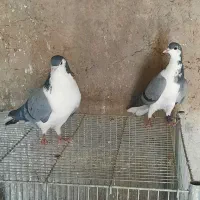 کبوتر  دمگیر ذات دار
