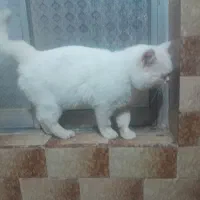گربه  سفید ۴ساله  مخصوص کشش هم خانگی تربیت شده