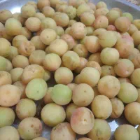 فروش زردآلو شیرین و آبدار