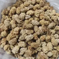 توت خشک امسالی