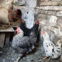 5 عدد مرغ