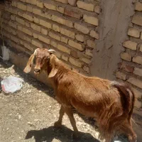 فروش بز جوون چاق
