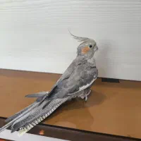 عروس هلندی