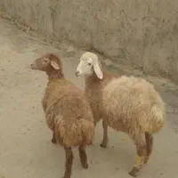 بره مغانی اصل