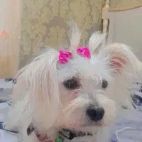 سگ‌شیتزو یک سال ماده