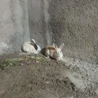 خرگوش
