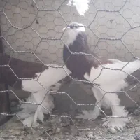 کبوتر بادکنکی اصل