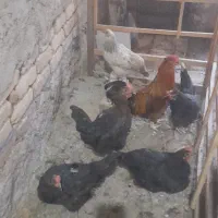 مرغ و خروس