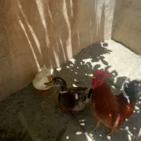 اردک نر و ماده