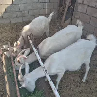 بز سانن تکه سانن