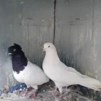 کفتر نقش و پرش معاوضه باطوقی،سینه
