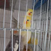 عروس هلندی
