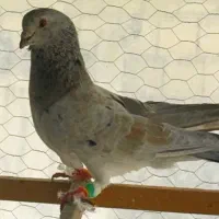 کبوتر سار ساده سرخ