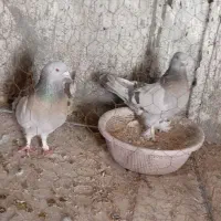 سوسنی بزن کله زرد ماده و سینه زرد تافته ای