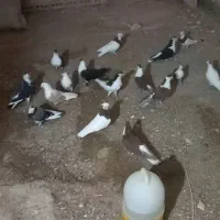 کفتر