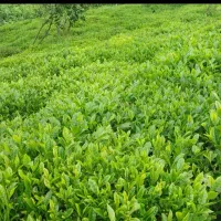 چای بهاره چین اول دستی