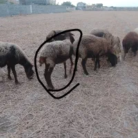 گوسفند میش