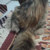 اسکاتیش