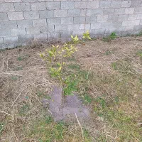 زمین روستایی دوپلاک 320 و 250 متری