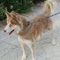سگ نر هاسکی