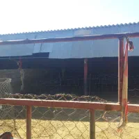پروار بندی بری گوساله