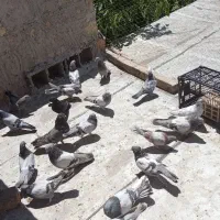 کبوتر پر