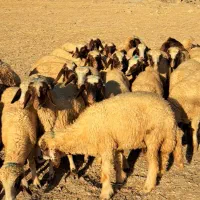 ۲۹راس کاور ماده با اصالت از گله شناخته شده