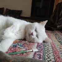 واگذاری|گربه|لار, |دیوار