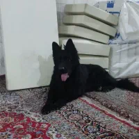 سگ ژرمن بلک