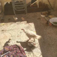 جوجه یه ماهه تا ۴ ماهه