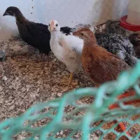 فروش مرغ وخروس محلی زنده وپرکنده کوچیک بزرگ