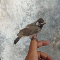 قناری