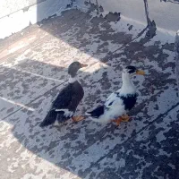 دو عدد اردک