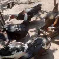 اردک اسراییلی و مرغ محلی