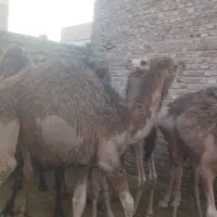 شتر|حیوانات مزرعه|زاهدان, |دیوار