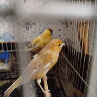 قناری ماده شتری معاوضه