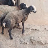 ۳ راس شیشک شال
