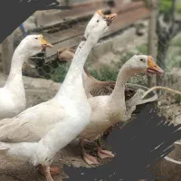 قوغاز