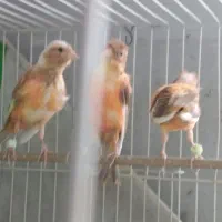 قناری جوجه نر مست ماده اماده