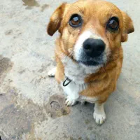 سگ  ماده خانگی، جنس آشویتز،طرح مینیوتوری