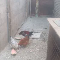خروس لاری