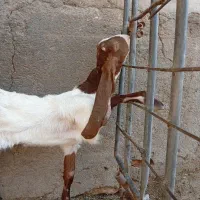 بزغاله پاکستانی اصیل