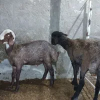 بره نر