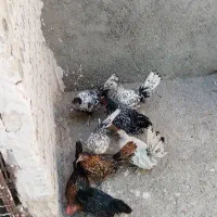 جوجه مرغ مینیاتوری