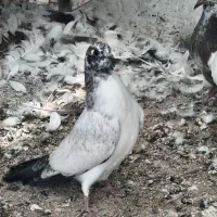 کفتر  کبوتر