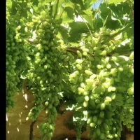 غوره عسگری